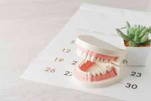 カレンダーと歯の模型